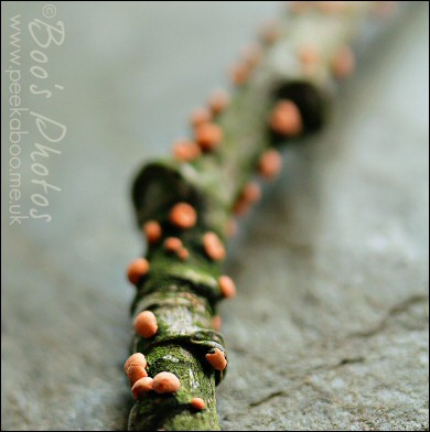 Bronze bark pendant featuring tiny resin filled cup fungi