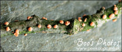 Bronze bark pendant featuring tiny resin filled cup fungi